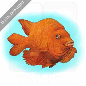 Garibaldi Fish stock image