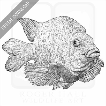 Garibaldi Fish