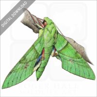 Gaudy Sphinx Moth stock image