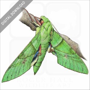 Gaudy Sphinx Moth stock image