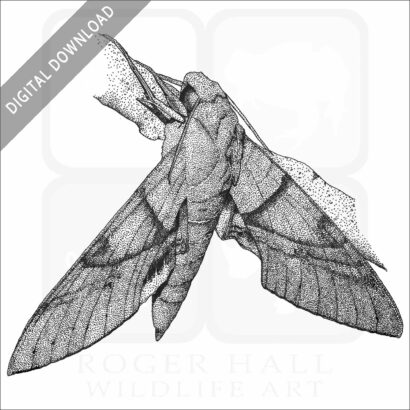 Gaudy Sphinx Moth