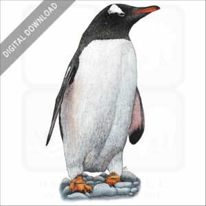 Gentoo Penguin stock image