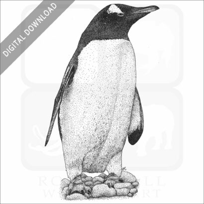 Gentoo Penguin