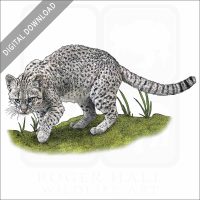 Geoffroy's Cat stock image