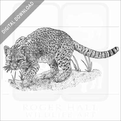 Geoffroy's Cat
