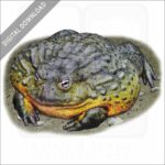 Giant African Bullfrog stock image