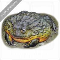 Giant African Bullfrog stock image