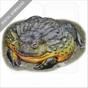 Giant African Bullfrog stock image