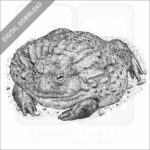 Giant African Bullfrog