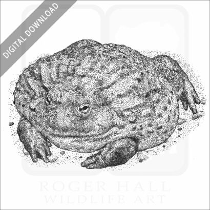 Giant African Bullfrog
