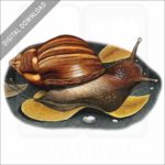 Giant African Snail stock image