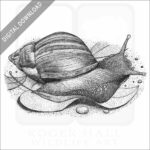 Giant African Snail