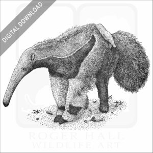Giant Anteater