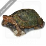 Giant Asian Pond Turtle stock image