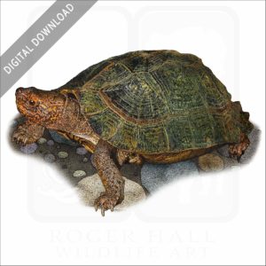 Giant Asian Pond Turtle stock image