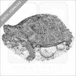 Giant Asian Pond Turtle