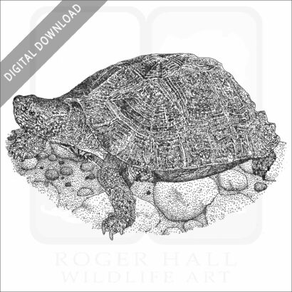 Giant Asian Pond Turtle