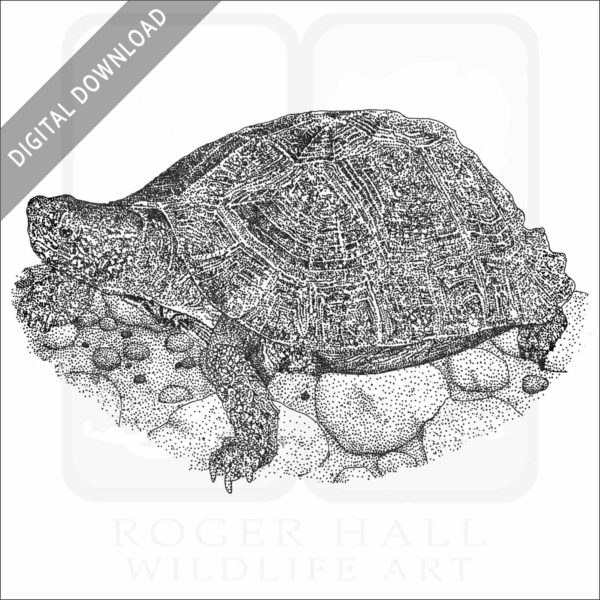 Giant Asian Pond Turtle