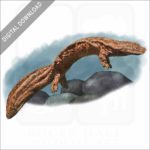 Giant Chinese Salamander stock image