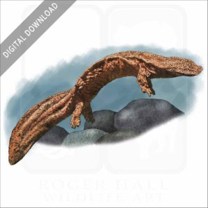 Giant Chinese Salamander stock image