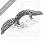 Giant Chinese Salamander