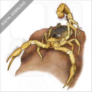 Giant Desert Hairy Scorpion stock image