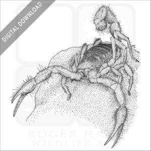 Giant Desert Hairy Scorpion