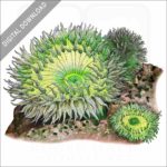 Giant Green Sea Anemone stock image
