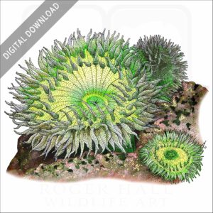 Giant Green Sea Anemone stock image