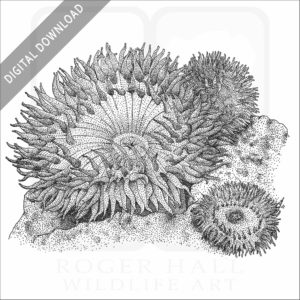 Giant Green Sea Anemone