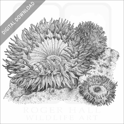 Giant Green Sea Anemone