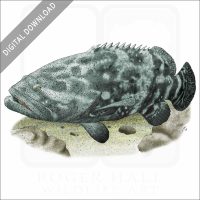Giant Grouper stock image