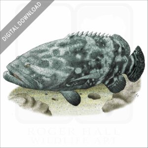 Giant Grouper stock image