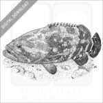 Giant Grouper