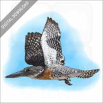 Giant Kingfisher stock image