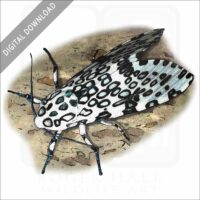 Giant Leopard Moth stock image