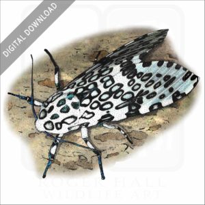 Giant Leopard Moth stock image