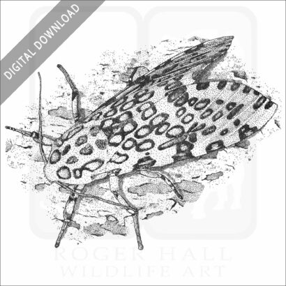 Giant Leopard Moth