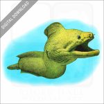 Giant Moray Eel stock image