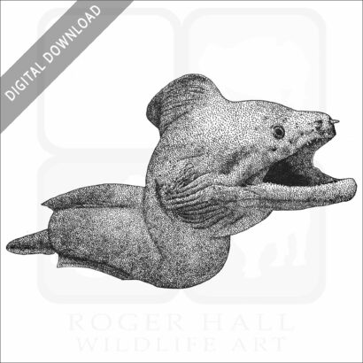 Giant Moray Eel