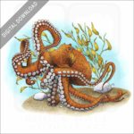 Giant Pacific Octopus stock image