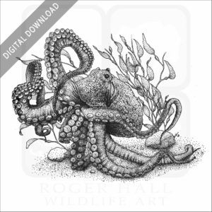 Giant Pacific Octopus