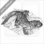 Coastal Giant Salamander