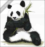 Giant Panda stock image