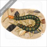 Giant Red-Headed Centipede stock image