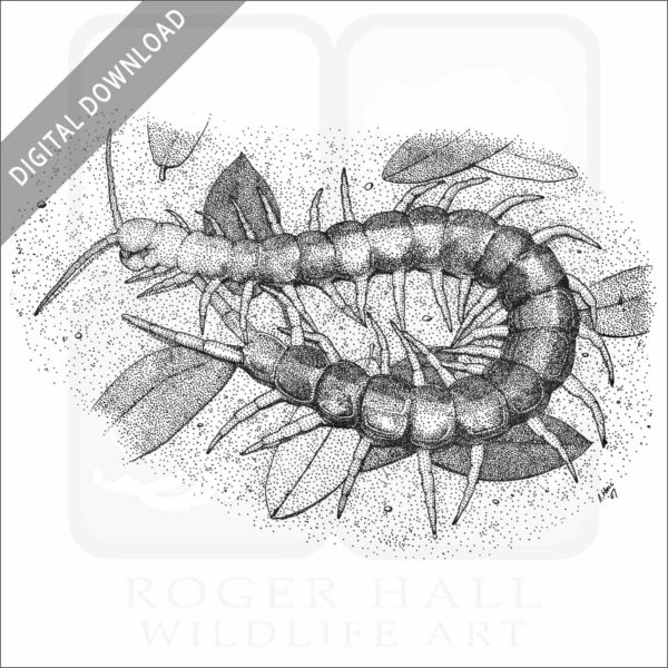 Giant Red-Headed Centipede