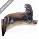 Giant River Otter stock image
