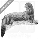 Giant River Otter