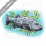Giant Sea Bass stock image