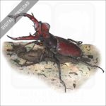 Giant Stag Beetle stock image